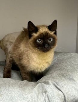 Raja sucht ein kuscheliges Körbchen! - Waakirchen