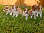 Sheltie Welpen - Edewecht