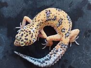 Leopardgecko weibchen Tangerine Mithras - Winterthur