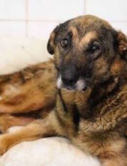 Freundliche Milla wartet auf ihr Glück - München