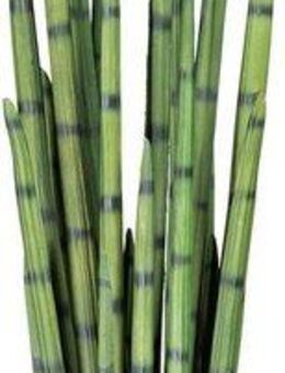 Kunstpflanze Sanseveria, Creativ green, Höhe 100 cm