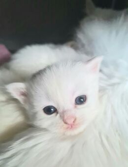 Bildschöne Angora Kitten - Gelsenkirchen