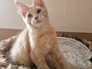 Maine coon Kitten zum Abgabebereit - Liebenau (Niedersachsen)