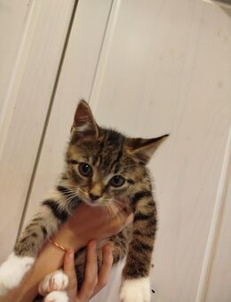 Katzenbabys suchen ein neues zu Hause - Norderwöhrden
