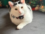 4-jähriger EKH-Kater in liebevolle Hände abzugeben - Nordhorn