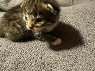 Kleine Main Coon-Britisch kurzhaar Kätzchen suchen bald ein neues Zuhause - Hameln