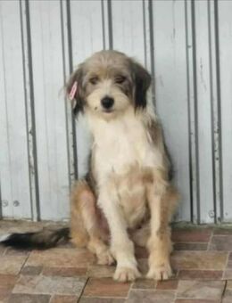 Mina, bezaubernde Hündin sucht.... - Köln