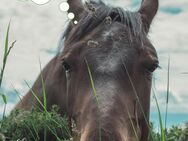 Emotional and mental well-being for your horse - Tierenergetik für Pferde - Herzberg (Harz)