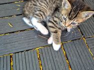 Baby Katzen - Cloppenburg
