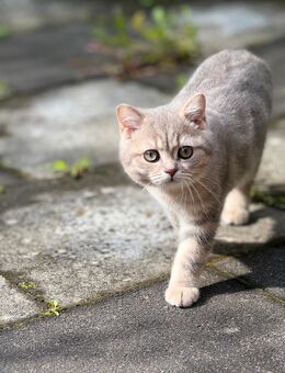 Britisch Kurzhaar Kater, 5 Monate alt, geimpft - Köln