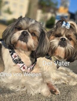 Shih-Tzu Welpen (Abholbereit) - Lauda-Königshofen