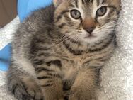 Katzenbaby total süß in 2 Wochen zu verkaufen alle verkauft bis auf das süße Kätzchen - Eppstein