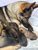 Schäferhund Welpen in 40723