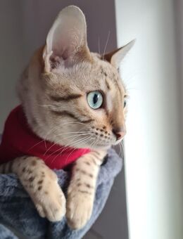 Reinrassige Bengalkitten - Heilbronn