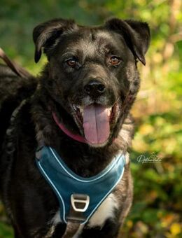 Kuschelbär Oreo - Kallmünz