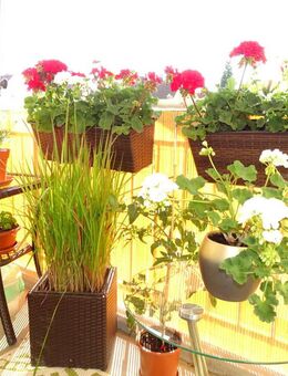 Gemütliche 3-Zimmer-Eigentumswohnung für Ihre Familie oder als Kapitalanlage - Coswig