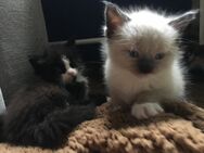 Kitten Maine Coon / Siam Mischlinge - Erkrath (Fundort des Neanderthalers)