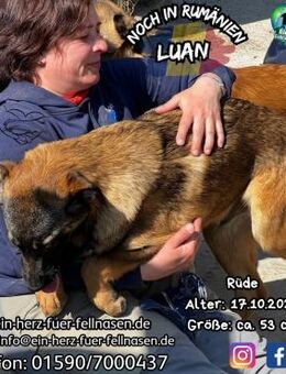LUAN - kleiner Löwe, großes Herz - Waakirchen
