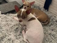 2 süße Chihuahuas suchen noch nach einem Zuhause auf Lebzeit - Euskirchen Zentrum