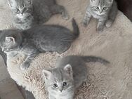 Wunderschöne BKH Kitten - Henstedt-Ulzburg