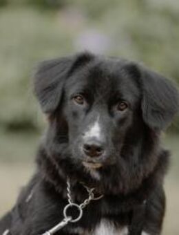 Fusel - der Charmeur - Elsdorf (Nordrhein-Westfalen)