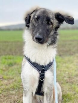 Lasse, braucht noch Erziehung-su. PS - Bückeburg