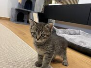 Reinrassige BKH Kitten - Zwei zauberhafte Mädels suchen ein Zuhause - Süßen