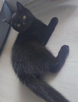 Bkh kitten suchen ein Zuhause - Berlin Marzahn-Hellersdorf