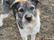 Elsa, schüchterne Maus, sucht zu Hause - Brühl (Baden-Württemberg)