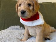 Labradoodle Welpen F1 - Hofbieber