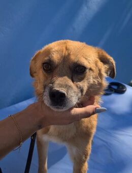 Findus, ein liebes Hundeherz sucht dring - Köln