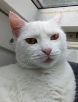Katze Shelly - Garching (München)
