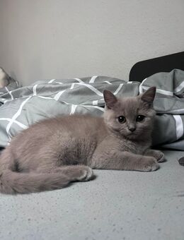 Britisch Kurzhaar Kätzchen – Mädchen, geboren am 26. Juli 2025, in liebevolle Hände ❤️ - Verl