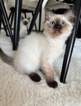 Siam kitten abholbereit - Aachen