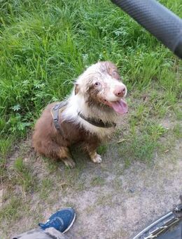 Henry-aktiver Aussie sucht Beschäftigug - Schlitz