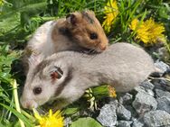 junge Goldhamster Teddyhamster langhaariger Hamster - Neustadt (Sachsen) Hohwald