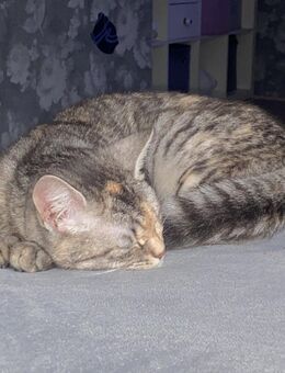 Katze bkh mix - Bad Berneck (Fichtelgebirge) Zentrum