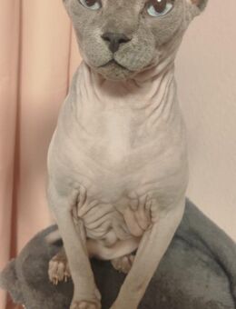 Sphynx Kater - Mücheln (Geiseltal)