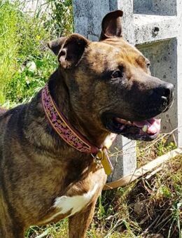 Tami möchte gerne das Tierheim verlassen - Laatzen