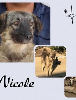 Nicole - Köln