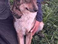 🐶 Zauberhafte Hana sucht Liebe 💕 - Eislingen (Fils)