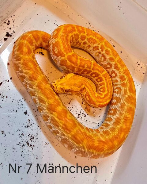 Tigerpython Pearl 1.0 ENZ 24 - Kirchhain