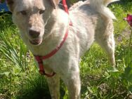 Sasha - sucht seinen Platz für's Leben - Konstanz