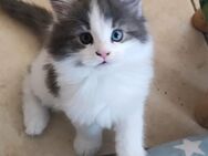 Maine Coon Kitten - Neustadt (Vogtland)