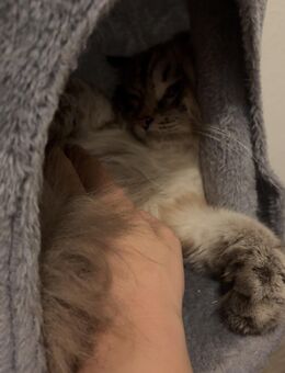 Bkh Tabby Katze - Bonn