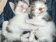 Katzenbabies, Katzenbaby, Kitten - Berlin