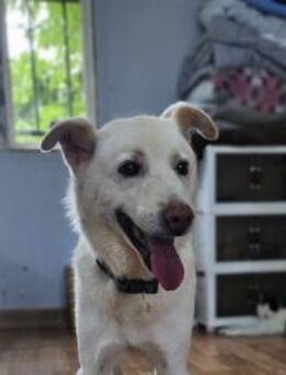 Cotton sucht ein Zuhause! ♥ - Ebstorf (Klosterflecken)