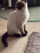 Wunderschöne reinrassige BKH Kitten in 78224