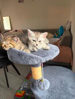 Süße BKH mix kitten - Wiesbaden