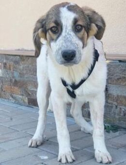 Zora - vorvermittelt - - Weilmünster